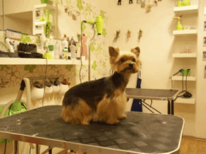 Psí salon Darling