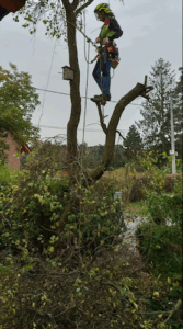 Tree Works